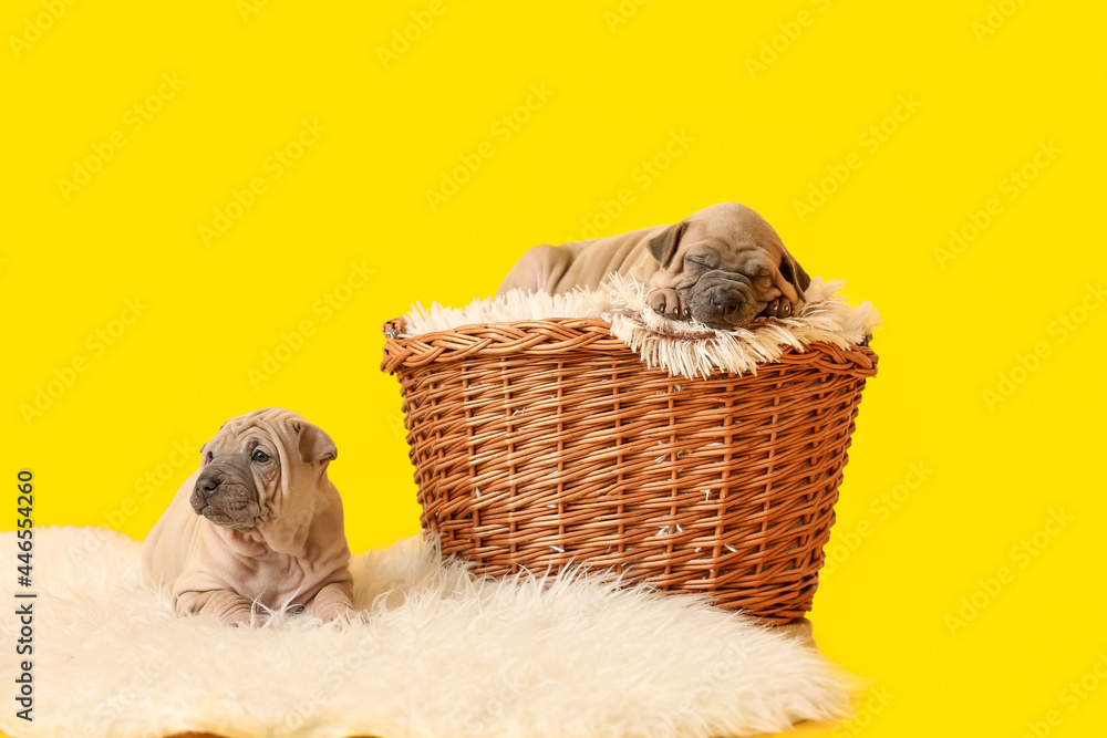 Cute funny puppies with wicker basket on color background