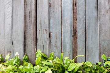 Wall Mural - Vintage old wooden fence with fresh green bushes pattern and background