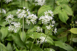 Fototapeta  - the white flowers of a wild garlic