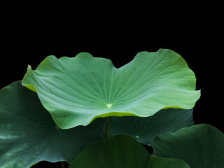 Wall Mural - isolated waterlily or lotus leaves with clipping paths.