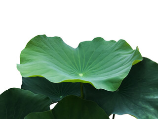 Wall Mural - isolated waterlily or lotus leaves with clipping paths.