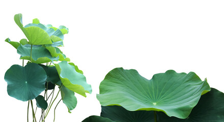 Wall Mural - isolated waterlily or lotus leaves with clipping paths.