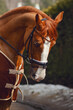portrait of chestnut dressage gelding horse with bridle posing near green bushes in winter