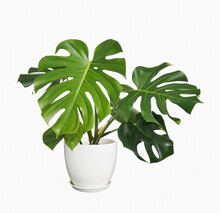 Monstera Deliciosa Leaf Or Swiss Cheese Plant In White Pot, Isolated On White Background, With Clipping Path