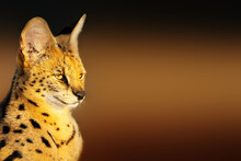 Serval Cat Close-up Portrait In Golden Light With A Clean Contrasty Background With Text Space. Leptailurus Serval