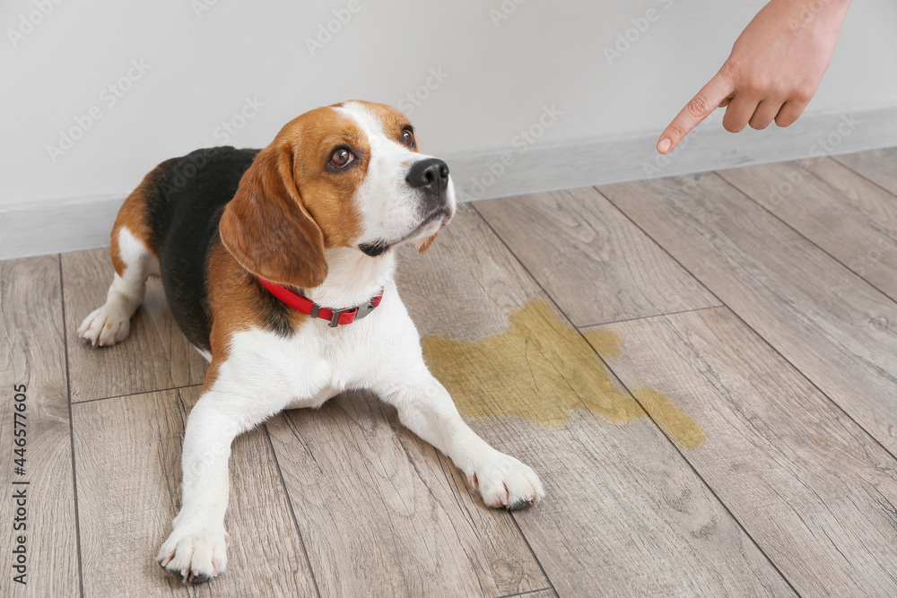 Owner scolding naughty dog for wet spot on floor - obrazy, fototapety, plakaty 