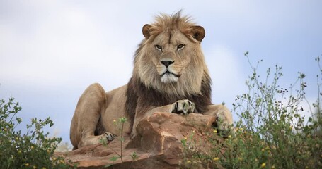 Wall Mural - a lion rests in the savannah