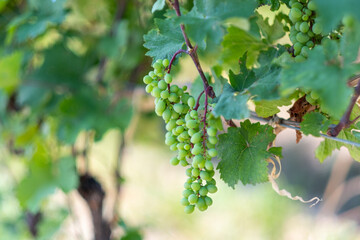  grapes on the vine georgia orange wine kvevri vineyard