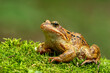 Common frog (Rana temporaria), also known as the European common frog on a moss in the mountains. Photographed up close