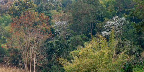 Wall Mural - Tropical forest panorama with blooming trees and autumn colors, Chiang Dao, Chiang Mai, Thailand