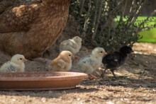 Chicks With The Mother Released In A Country House