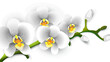 White phalaenopsis orchid isolated on a white background close up. Vector illustration. 