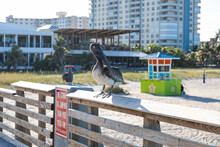 Brown Pelican Perched On A Railing On The Pompano Beach