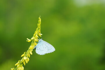 Wall Mural - Beautiful little butterfly on a green background.