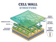 Cell wall structure with plant cellular parts description outline diagram. Labeled educational model components description with hemicellulose, pectin and cellulose microfibril vector illustration.