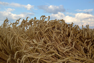 Wall Mural - weather damaged ripe wheat field