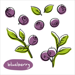 Wall Mural - Blueberry. Colorful line sketch collection of fruits and berries isolated on white background. Doodle hand drawn fruits. Vector illustration