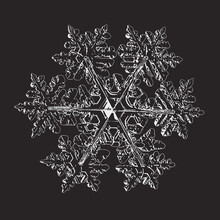 Snowflake Isolated On Black Background. Vector Illustration Based On Real Snow Crystal At High Magnification: Elegant Stellar Dendrite With Six Thin, Fragile Arms, Ornate Shape And Complex Details.
