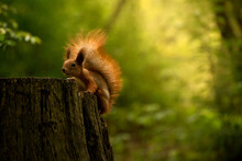 Red Fluffy Squirrel In A Autumn Forest. Curious Red Fur Animal Among Dried Leaves.