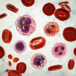 Smear of peripheral blood, 3D illustration