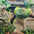 © Sergey + Marina - The green snake Emerald tree boa (Corallus caninus) up into a position comfortable for her, forming a beautiful pattern