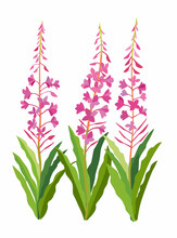 Fireweed Plant. Medicinal Useful Plant Ivan-Chai. Vector Graphics