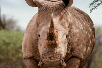 Wild african animals. Portrait of a male bull white Rhino grazing in Etosha National park, Namibia.