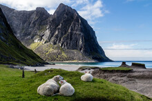 Sheep Lying On The Grass On The Background Of Cliffs. Lofoten Islands, Norway.