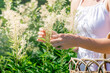 woman herbalist gathers meadowsweet inflorescences in a basket