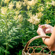 woman herbalist`s hands gathers meadowsweet inflorescences in a basket