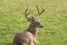 Whitetail Buck Deer Odocoileus Virginianus Laying Down Resting On A Lawn. This Buck Is Older Dominant Deer With Larger Antlers.