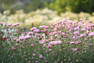 Wall Mural - Pink Chrysanthemum buds under morning sunlight at flower field