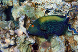 Fototapeta  - Bicolor Parrotfish - Cetoscarus bicolor ,female