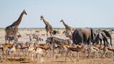 Fototapeta Zwierzęta - Wild animals congregate around a waterhole in Etosha National Park, northern Namibia, Africa.