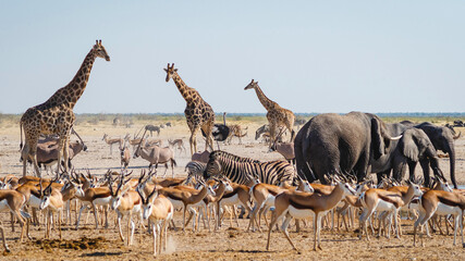 wild animals congregate around a waterhole in etosha national park, northern namibia, africa.
