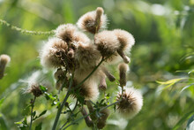 Close Up Of Thistle Seed Head Against A Green Bokeh Background
