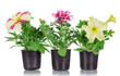 Three petunia plants with different flowers isolated on white