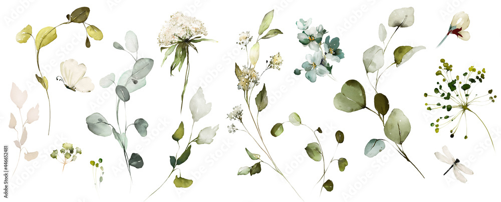 Set watercolor herbal elements of wild  flowers, leaves, branches, Botanic  illustration isolated on white background.  eucalyptus - obrazy, fototapety, plakaty 