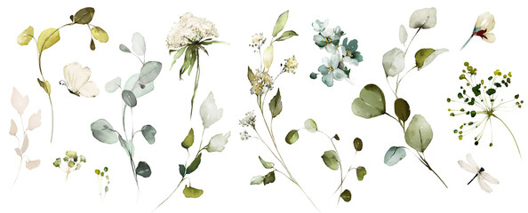 Set watercolor herbal elements of wild  flowers, leaves, branches, Botanic  illustration isolated on white background.  eucalyptus