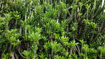 Wall Mural - A beautiful view of a huge, green cactus plant in a garden