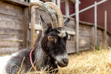 A black goat with white spots in the aviary is looking. Goat with horns in the yard. Photo