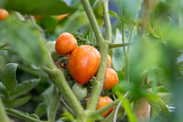 Wall Mural - Fresh unripe red tomatoes growing in farm. Red cocktail size tomato growing on tree. Tomatoes hanging from trees in an organic farm. 