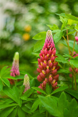 Wall Mural - Beautiful pink lupins in a botanical garden on a sunny day. Pink lupins on a blurred background.