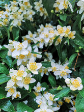 Selective Focus Of Mockorange English Dogwood Flowers