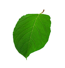 Wall Mural - One green leaf isolated on a white background.