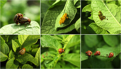 Collage with different photos of Colorado potato beetles on green leaves