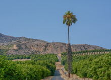 Lemon Tree Orchards In The Santa Clara River Valley, Fillmore, Ventura County, California