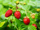 Fototapeta Desenie - Red berries of wild strawberry on green background close up.