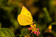 Clouded Sulphur Butterfly (Colias Philodice) On Lantana Bloom