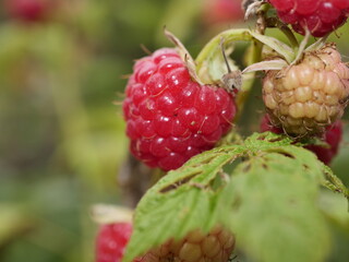 Wall Mural - raspberry on a bush